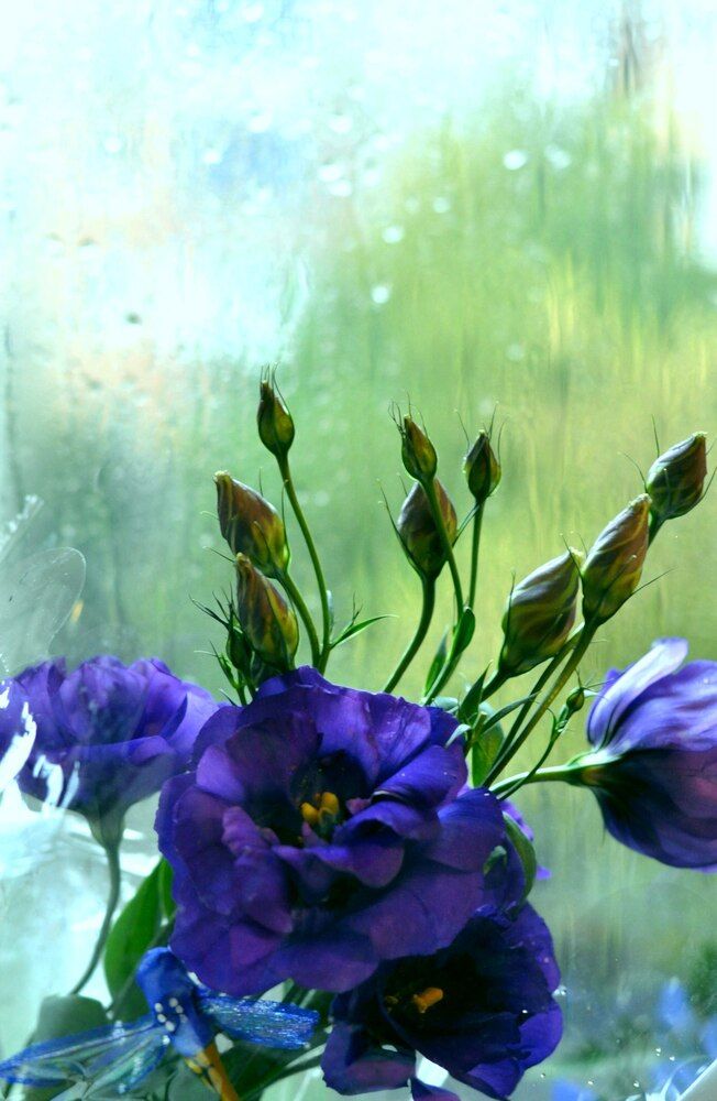 Фотография автора Хлопенко Елена Васильевна