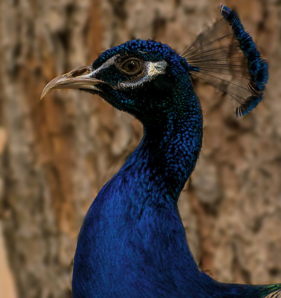 Красивая птица