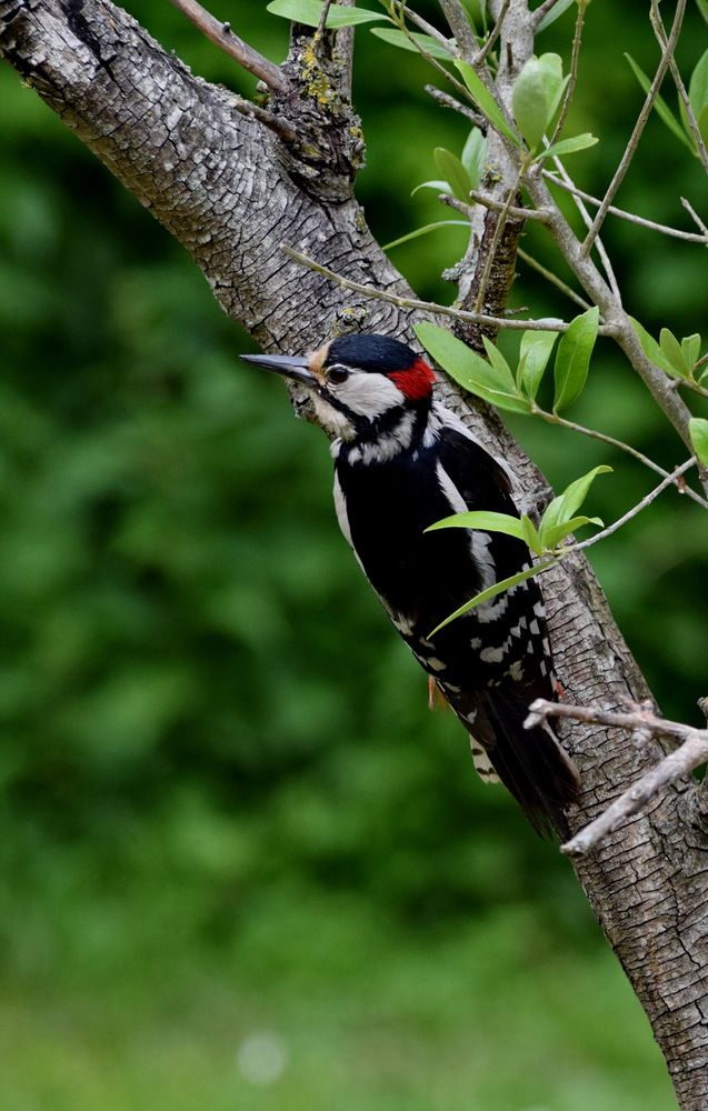 Photograph by Regina Belomytseva-Dahan