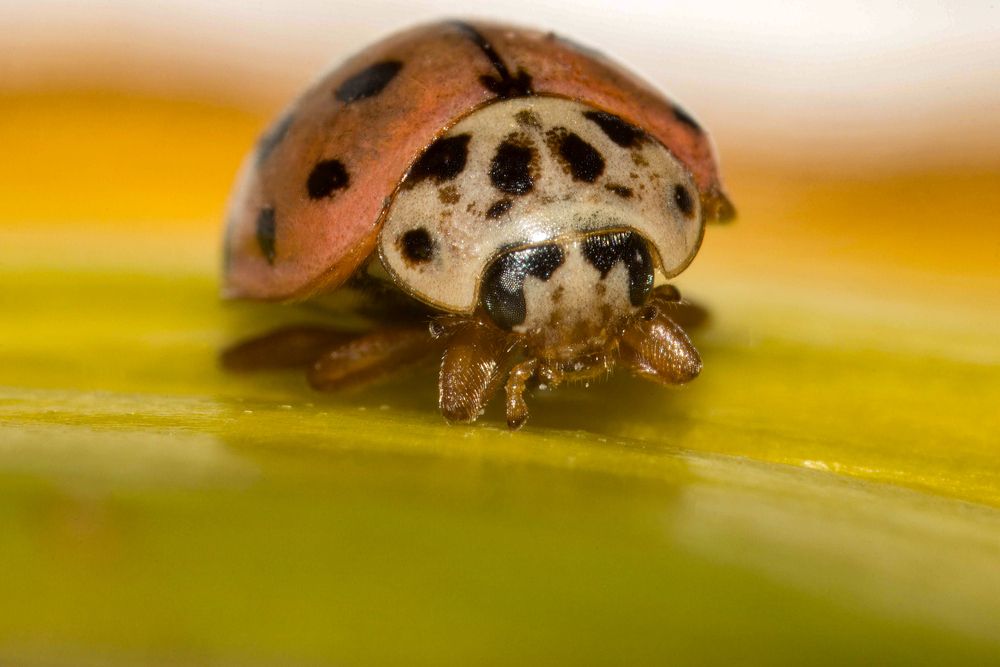 Photograph by Ирина Шибитова