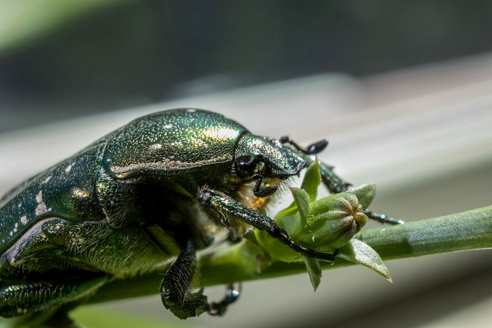 Photograph by Ирина Шибитова