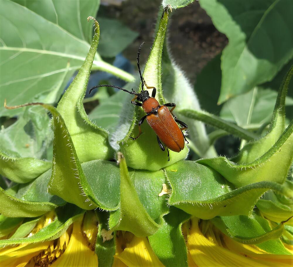 Лептура красная (лат. Stictoleptura rubra) — вид жуков из семейства усачей