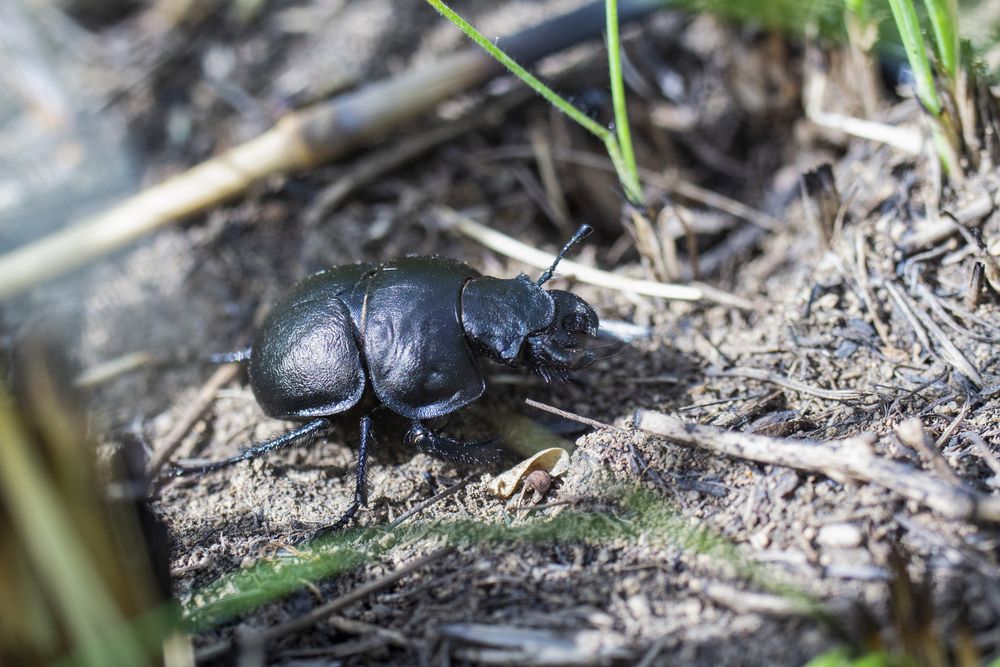 Photograph by Ирина Шибитова