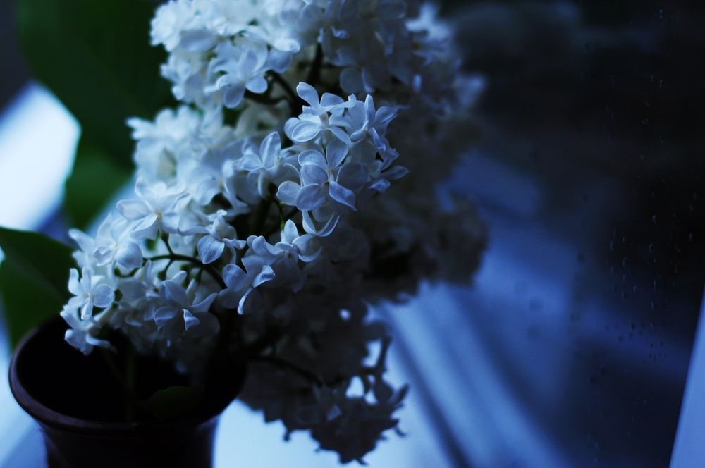 Фотография автора Хлопенко Елена Васильевна