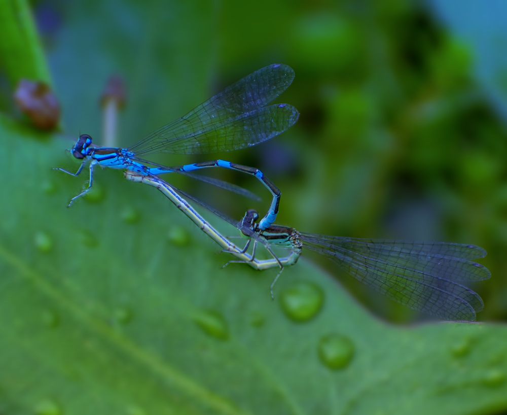 Любовный порыв