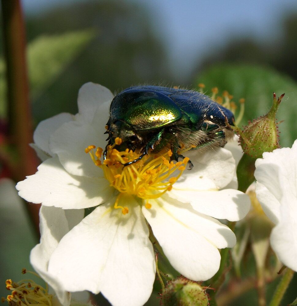 Photograph by Оксана Саранова