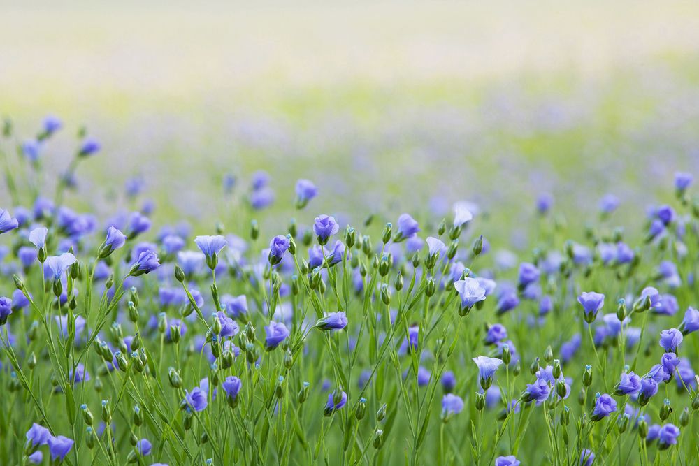 Photograph by Allan Wallberg