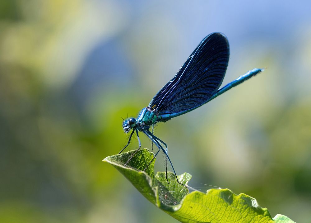 Photograph by Allan Wallberg