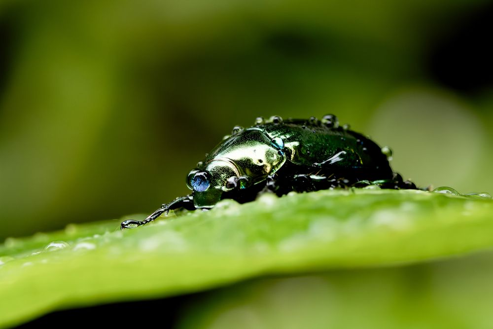 Photograph by KOHAGI