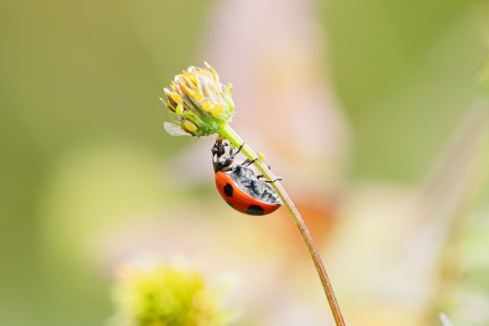 Photograph by KOHAGI