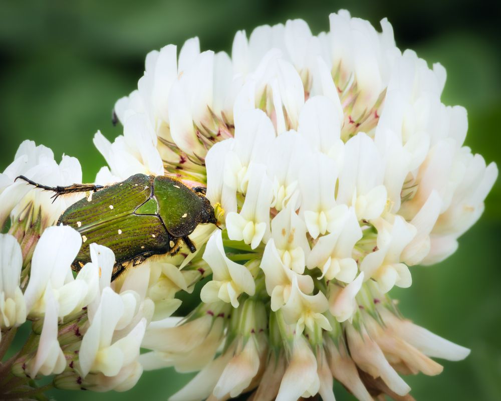 Photograph by KOHAGI