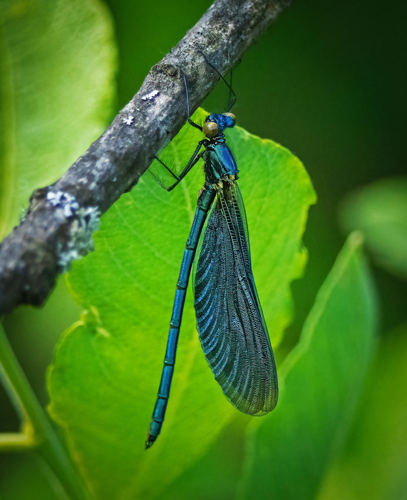 Photograph by Allan Wallberg