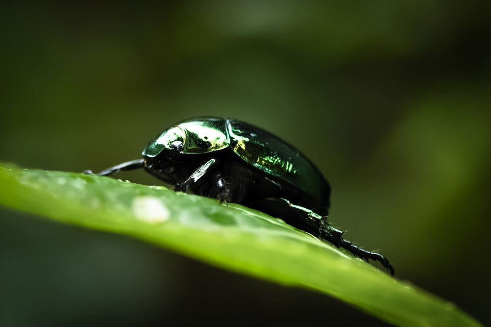 Photograph by KOHAGI