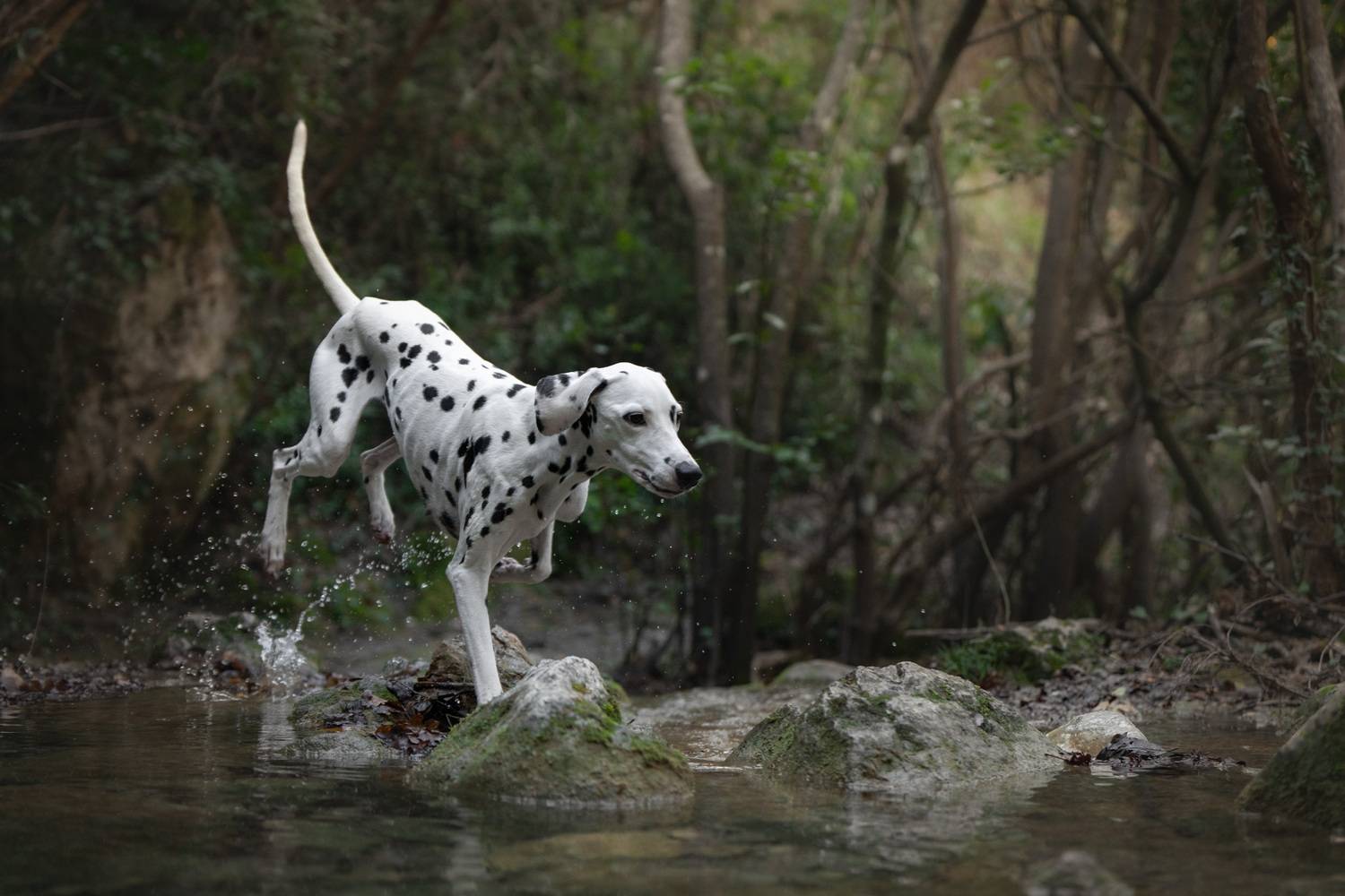 Фотография #13187320