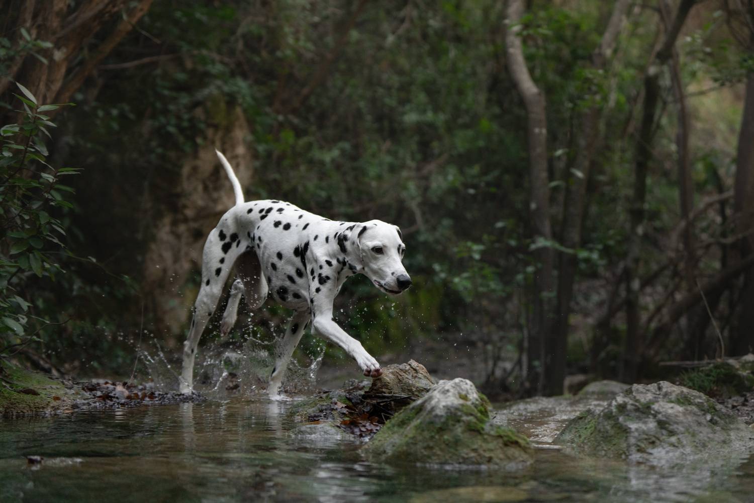 Фотография #13187336