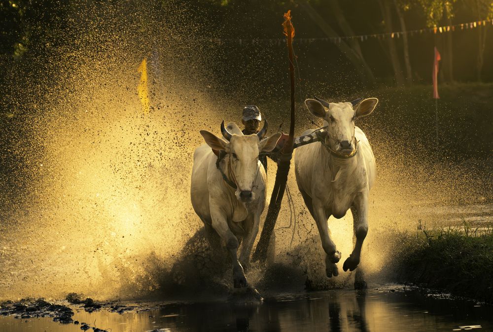 Photograph by TUONG NGUYEN