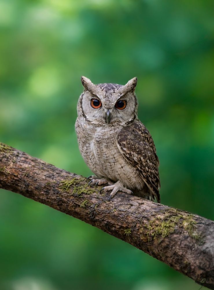 Photograph by Vipin P C