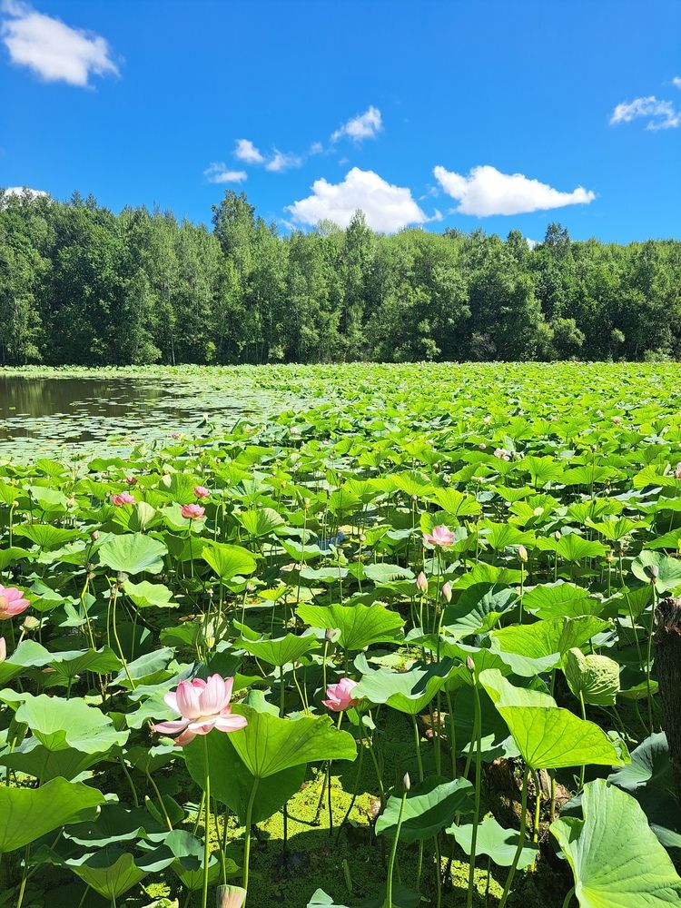 Photograph by Любовь Войтишина