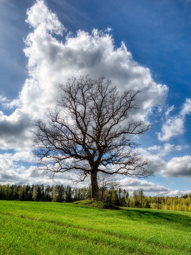 Фотография автора Kulikova Albina