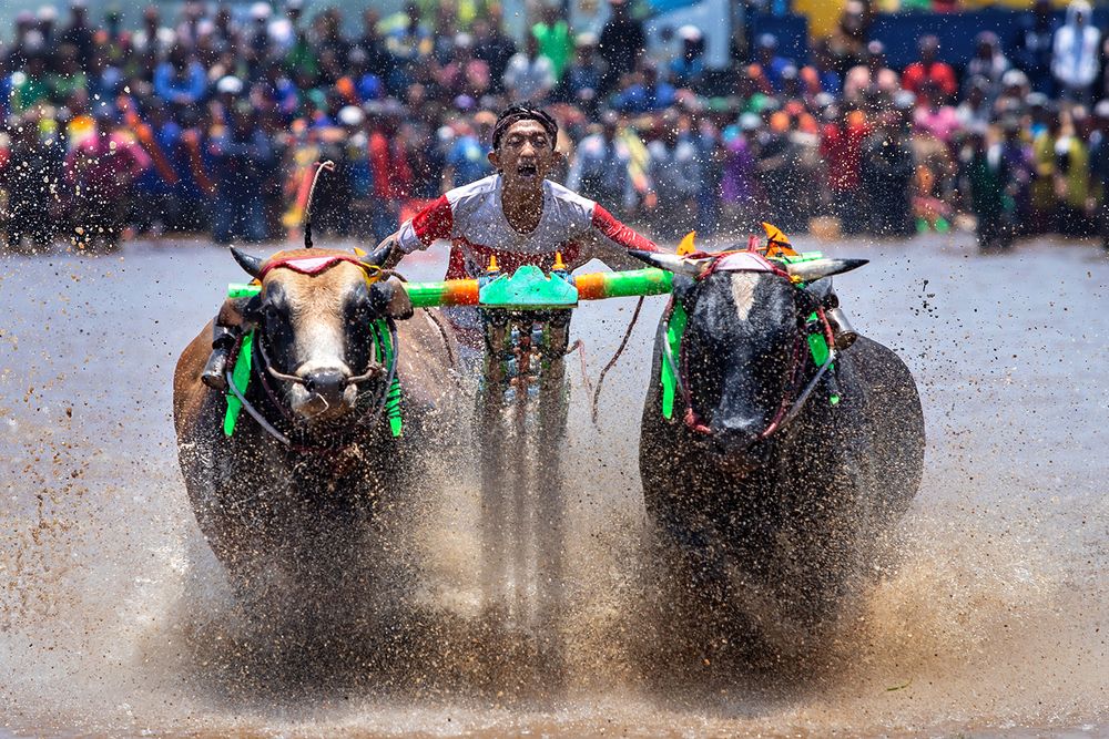 Brujul Bull Race