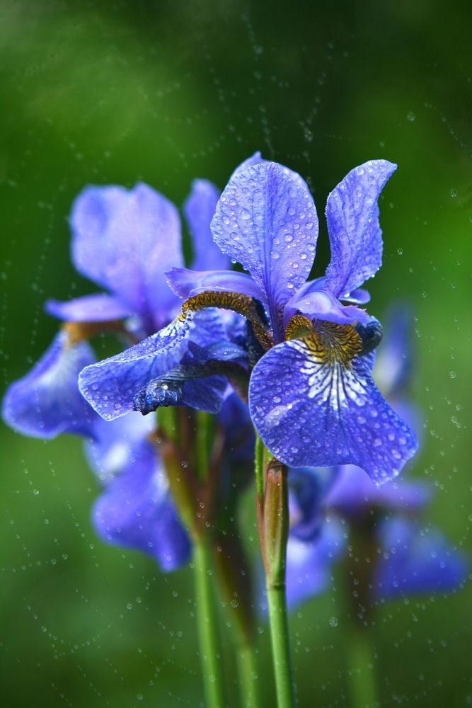 Фотография автора Риганов Борис