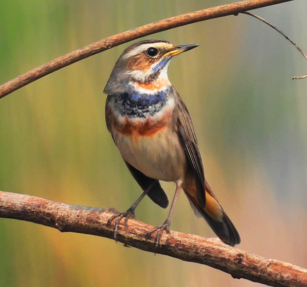 Photograph by SAYAK BHATTACHARJEE