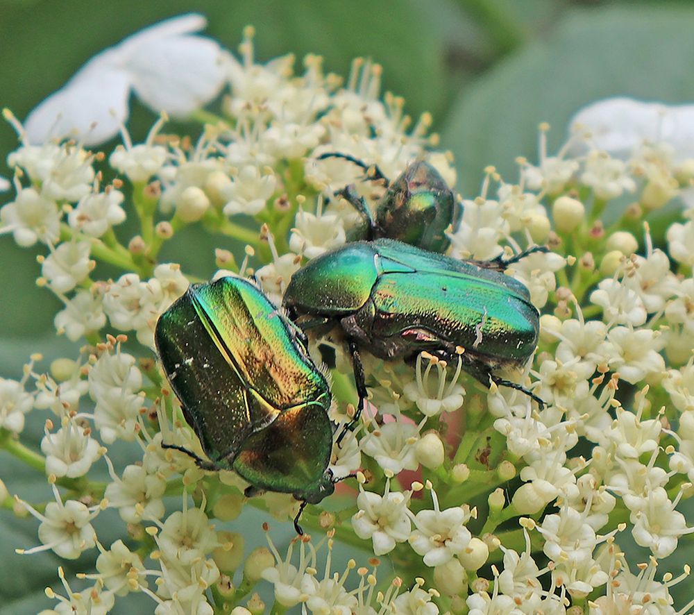 Photograph by Татьяна Пашинцева