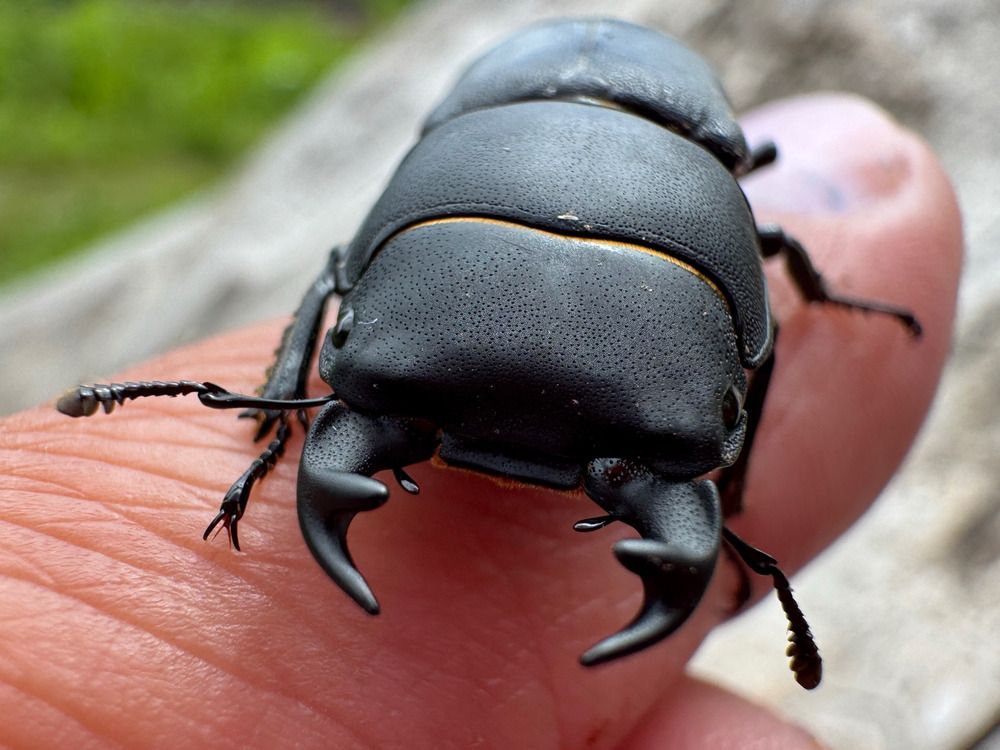 Оленёк обыкновенный (Dorcus parallelipipedus)