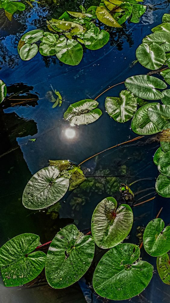 Photograph by Людмила Горячева