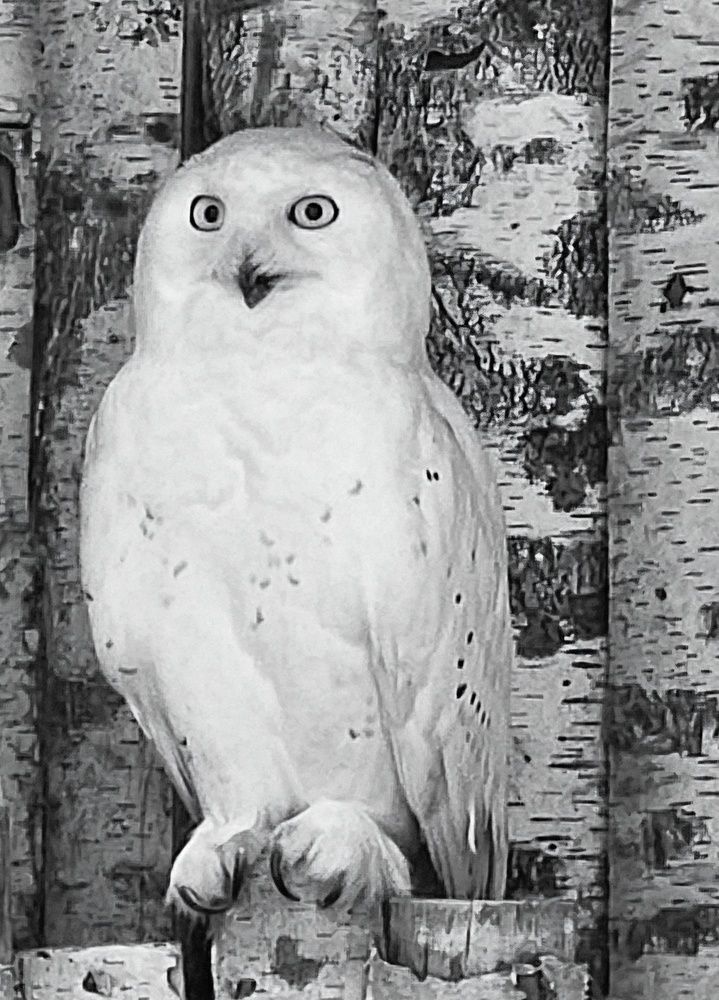 Photograph by Куделенко Оксана
