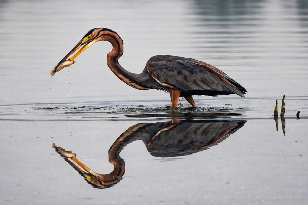 Photograph by SAYAK BHATTACHARJEE