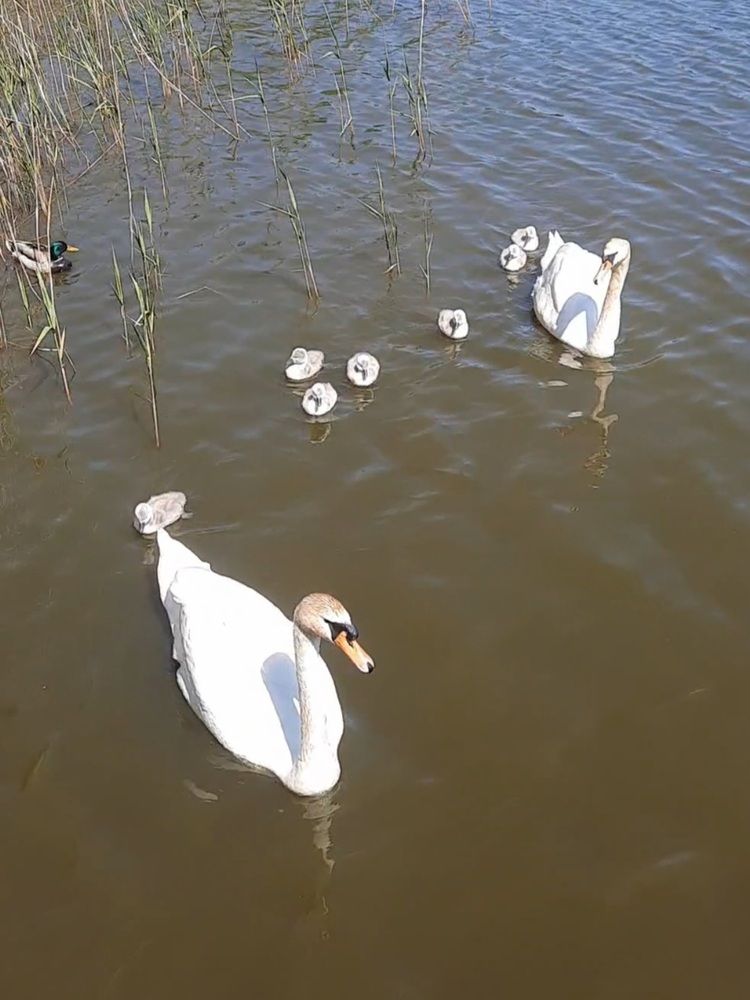 Photograph by Любовь Войтишина