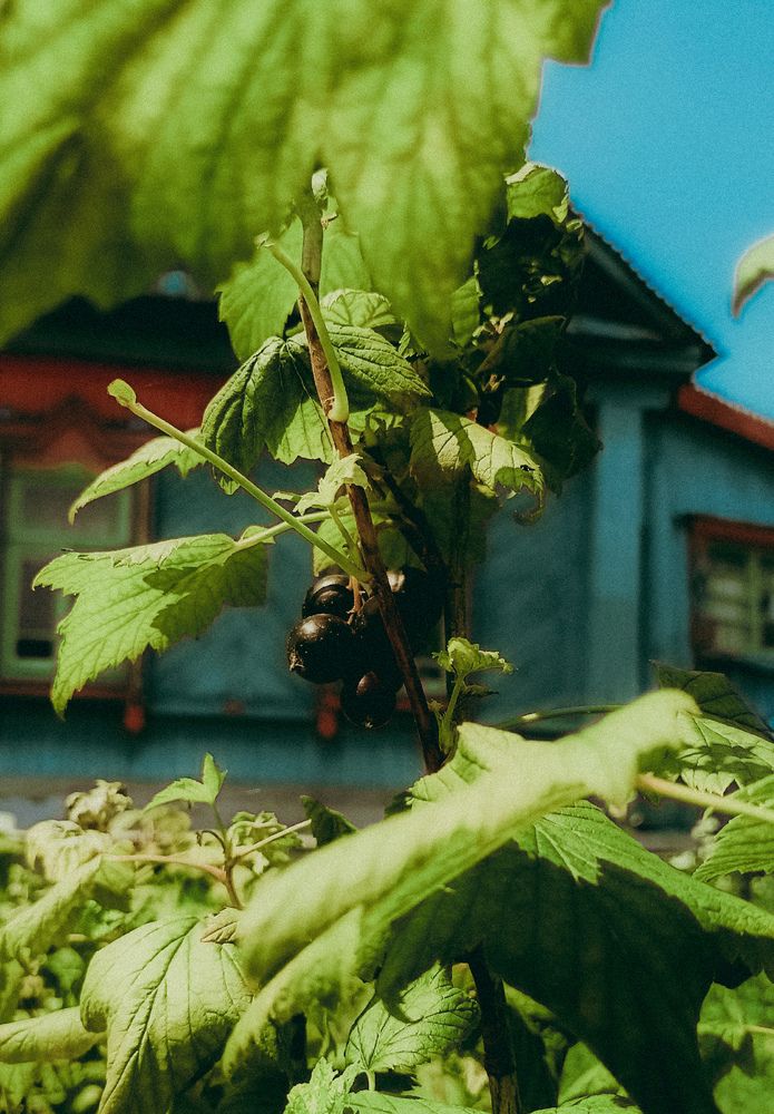 Photograph by Людмила Горячева