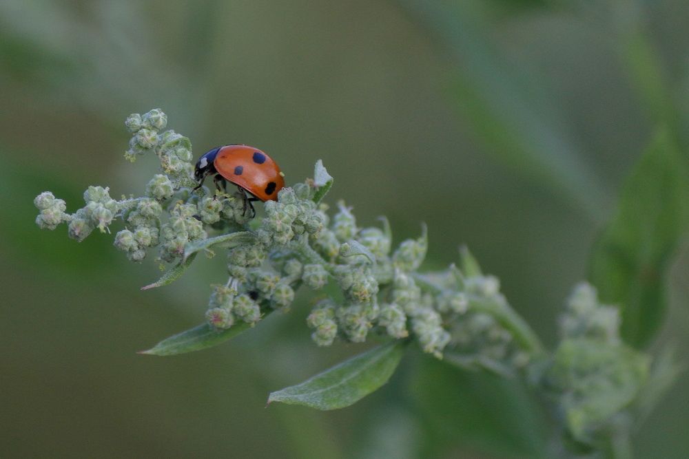 Семиточечная коровка