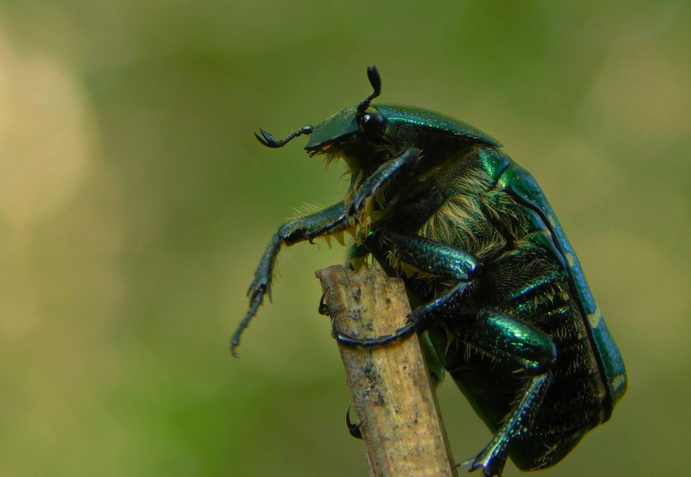 Photograph by Сергей Чеченов