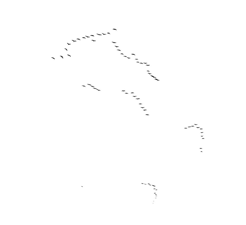 Летят красавцы. Летят на юг. Стая за стаей, стая за стаей.