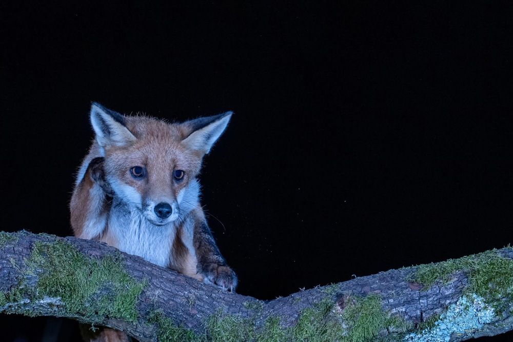 Photograph by Bob Riach