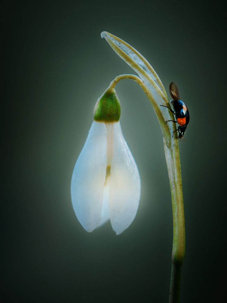 Photograph by Lapshina Vladlena