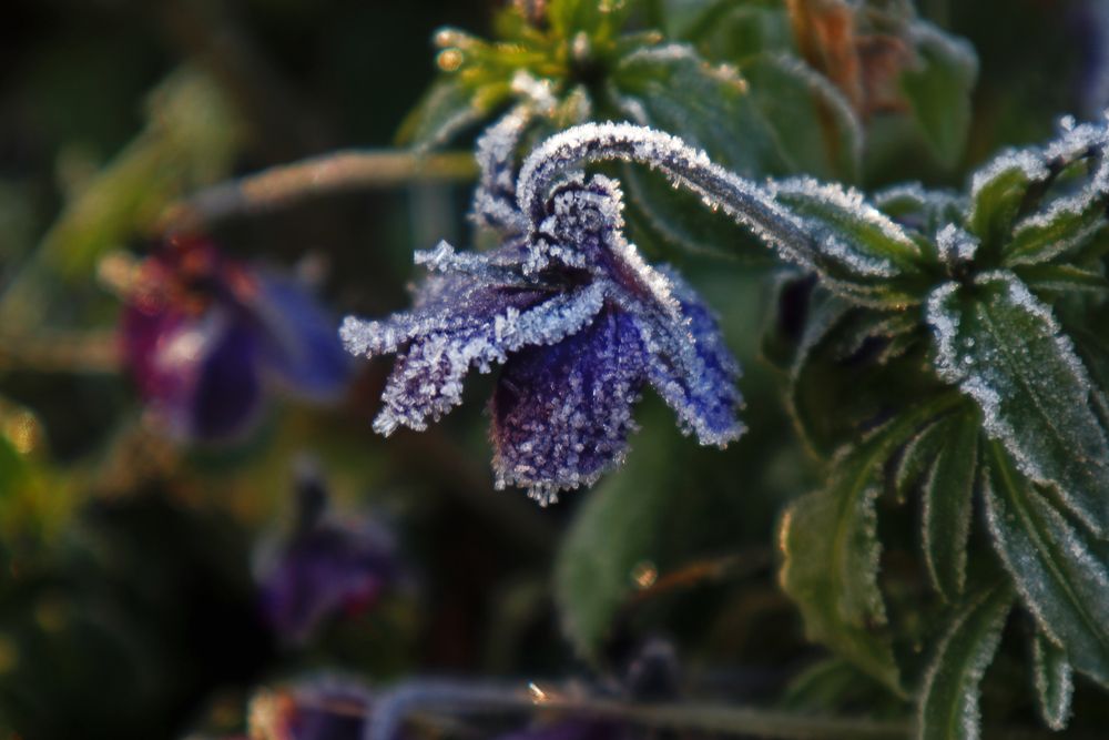 Photograph by Алла Бойко