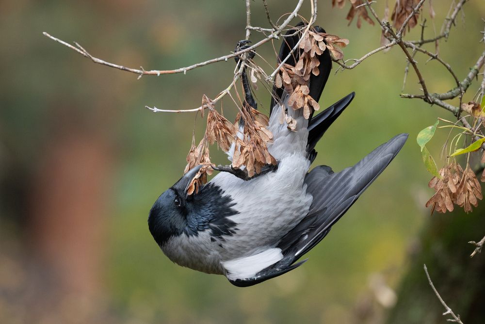 Вверх ногами есть вкуснее