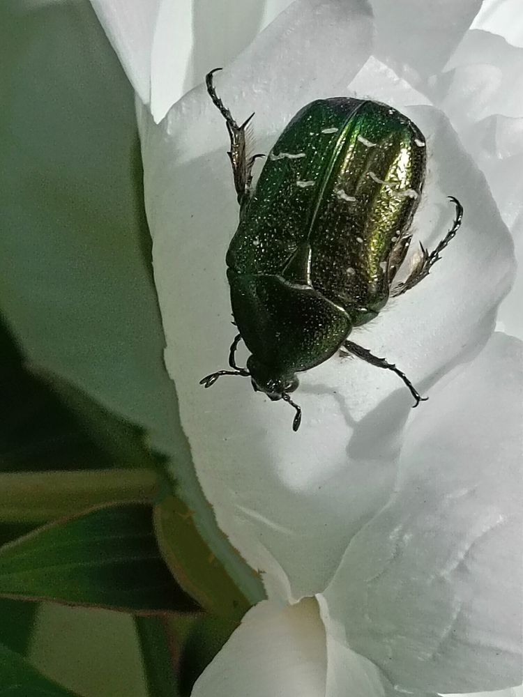 Photograph by Елена Пархоменко