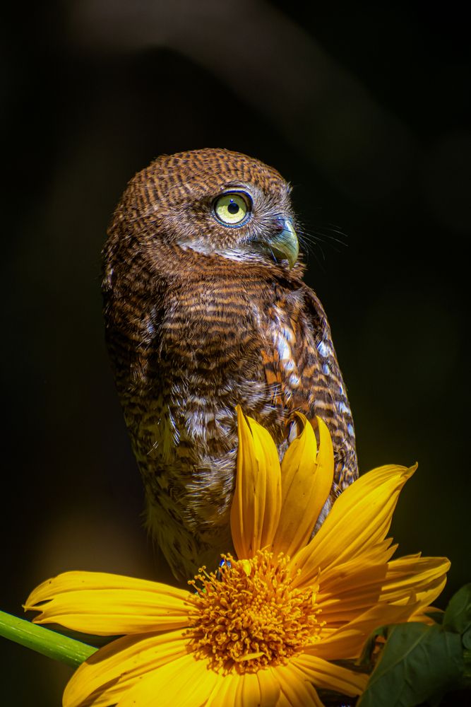 Фотография автора Rehana Alpha