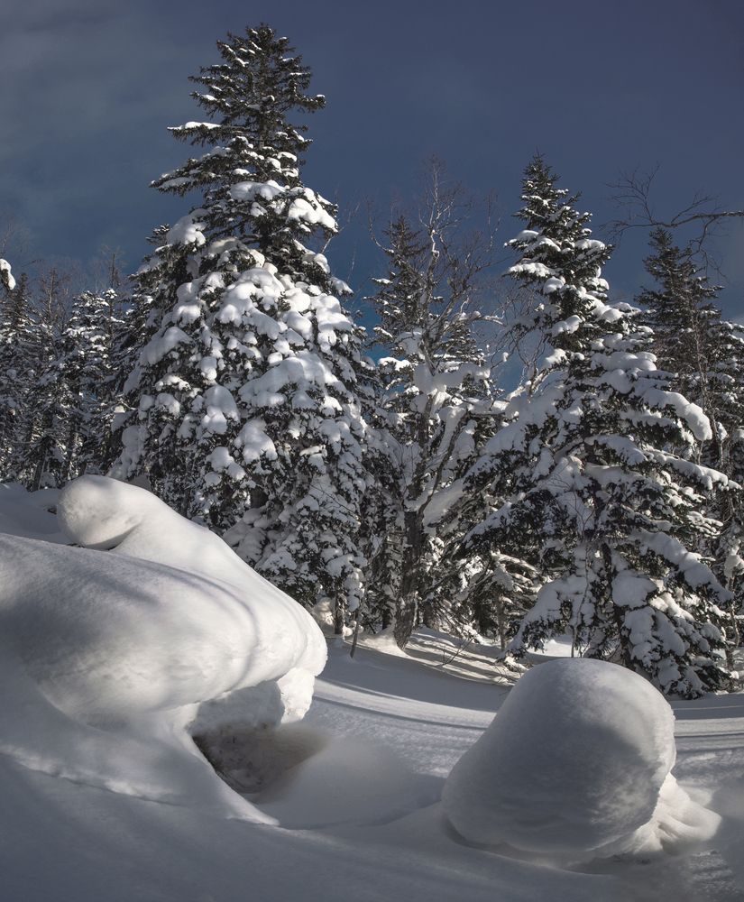 Заснеженный лес