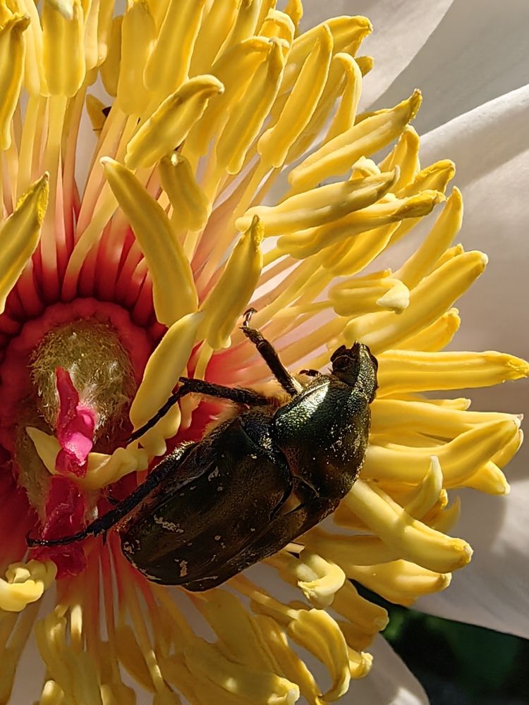 Жук в пионе