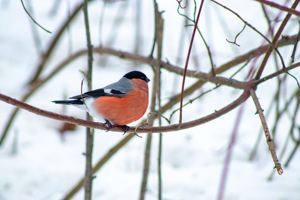 Фотография автора Пешков Егор