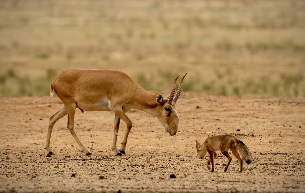 Saiga life