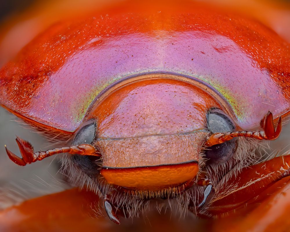 Photograph by Craig Loechel