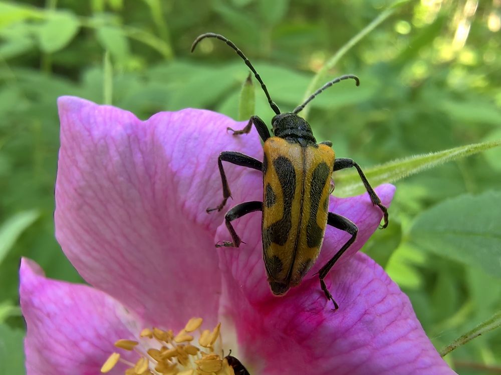 На розовом лепестке
