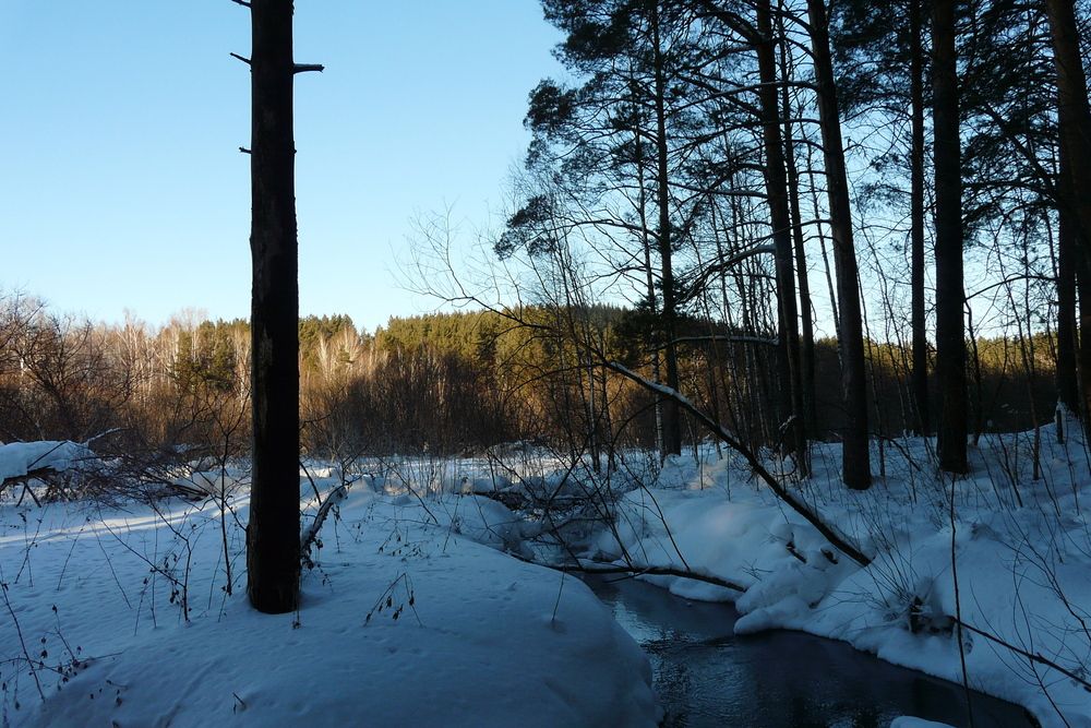 сибирский лес