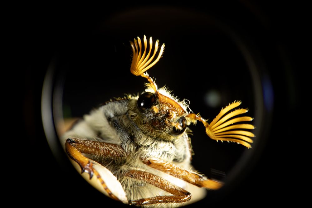 Майский жук